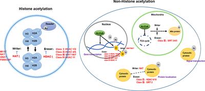 The role of protein acetylation in carcinogenesis and targeted drug discovery